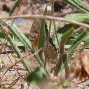 Junonia villida at Greenway, ACT - 28 Jan 2024 12:17 PM