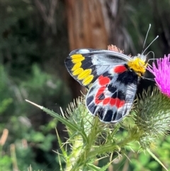 Delias harpalyce (Imperial Jezebel) at Lower Cotter Catchment - 26 Jan 2024 by dgb900