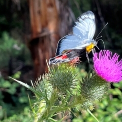 Delias harpalyce at Lower Cotter Catchment - 27 Jan 2024