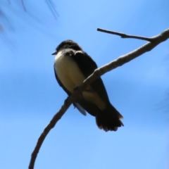 Rhipidura leucophrys (Willie Wagtail) at Greenway, ACT - 28 Jan 2024 by RodDeb