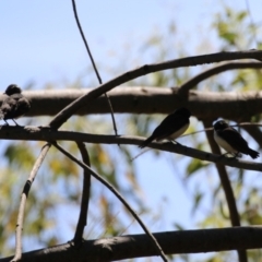 Rhipidura leucophrys at Greenway, ACT - 28 Jan 2024 12:45 PM