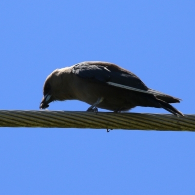 Artamus cyanopterus cyanopterus (Dusky Woodswallow) at Greenway, ACT - 28 Jan 2024 by RodDeb