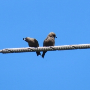 Artamus cyanopterus at Greenway, ACT - 28 Jan 2024