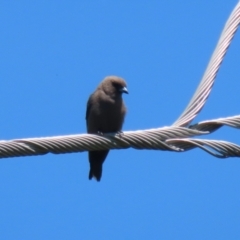 Artamus cyanopterus at Greenway, ACT - 28 Jan 2024