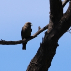 Artamus cyanopterus at Greenway, ACT - 28 Jan 2024