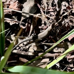 Lampropholis guichenoti (Common Garden Skink) at GG182 - 23 Jan 2024 by KMcCue