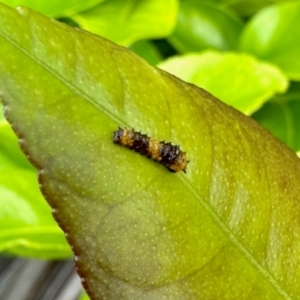 Papilio anactus at GG182 - 23 Jan 2024