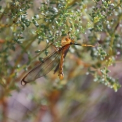 Nymphes myrmeleonoides (Blue eyes lacewing) at QPRC LGA - 28 Jan 2024 by Csteele4