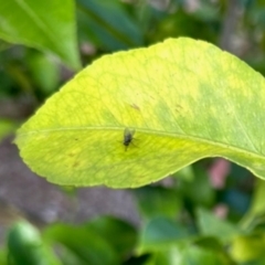 Unidentified True fly (Diptera) at Aranda, ACT - 23 Jan 2024 by KMcCue