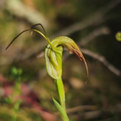 Diplodium sp. (A Greenhood) at Harolds Cross, NSW - 28 Jan 2024 by Csteele4