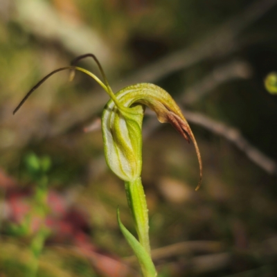 Diplodium sp. (A Greenhood) at Tallaganda National Park - 28 Jan 2024 by Csteele4