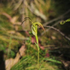 Diplodium sp. at QPRC LGA - suppressed