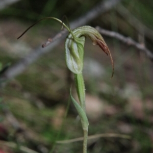 Diplodium sp. at QPRC LGA - suppressed