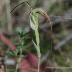 Diplodium sp. at QPRC LGA - suppressed