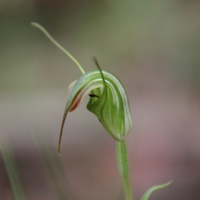 Diplodium decurvum (Summer greenhood) at QPRC LGA - 28 Jan 2024 by Csteele4