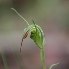 Diplodium decurvum (Summer greenhood) at Tallaganda State Forest - 28 Jan 2024 by Csteele4