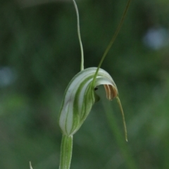 Diplodium decurvum at Tallaganda State Forest - 28 Jan 2024