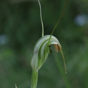 Diplodium decurvum at Tallaganda State Forest - 28 Jan 2024