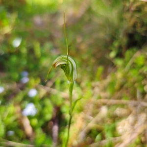 Diplodium decurvum at Tallaganda State Forest - 28 Jan 2024