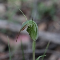 Diplodium decurvum at Tallaganda State Forest - 28 Jan 2024