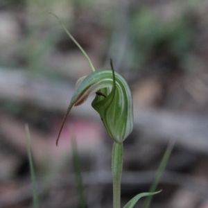 Diplodium decurvum at Tallaganda State Forest - 28 Jan 2024