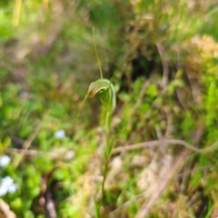 Diplodium decurvum at Tallaganda State Forest - 28 Jan 2024