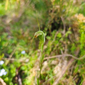 Diplodium decurvum at Tallaganda State Forest - 28 Jan 2024