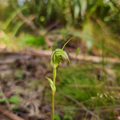 Diplodium decurvum (Summer greenhood) at Harolds Cross, NSW - 28 Jan 2024 by Csteele4