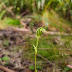 Diplodium decurvum at QPRC LGA - 28 Jan 2024