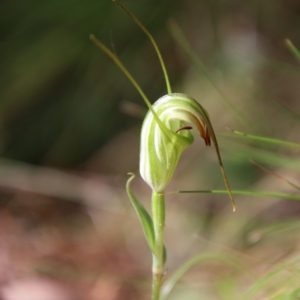 Diplodium decurvum at QPRC LGA - 28 Jan 2024