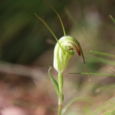 Diplodium decurvum (Summer greenhood) at Tallaganda National Park - 28 Jan 2024 by Csteele4