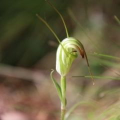 Diplodium decurvum (Summer greenhood) at Tallaganda National Park - 28 Jan 2024 by Csteele4