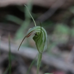 Diplodium decurvum at QPRC LGA - 28 Jan 2024