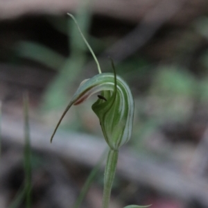 Diplodium decurvum at QPRC LGA - 28 Jan 2024