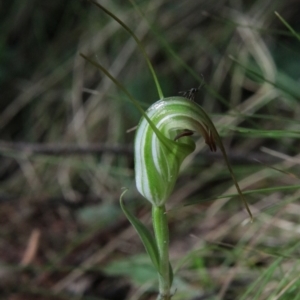 Diplodium decurvum at QPRC LGA - 28 Jan 2024