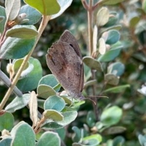 Heteronympha merope at Undefined Area - 23 Jan 2024 05:46 PM