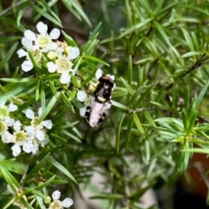 Odontomyia hunteri at GG182 - 23 Jan 2024