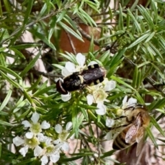 Odontomyia hunteri at GG182 - 23 Jan 2024