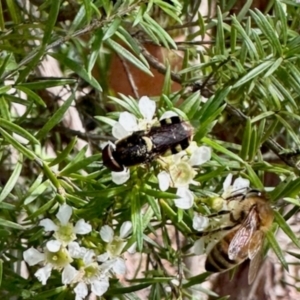 Odontomyia hunteri at GG182 - 23 Jan 2024