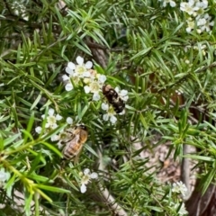 Odontomyia hunteri at GG182 - 23 Jan 2024