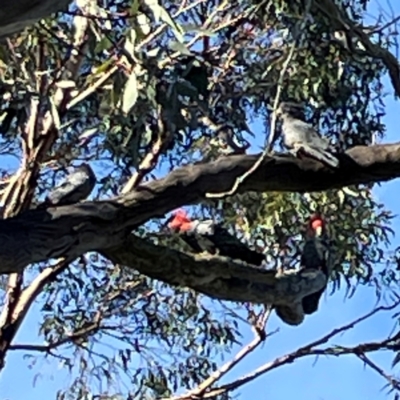 Callocephalon fimbriatum (Gang-gang Cockatoo) at Ainslie, ACT - 28 Jan 2024 by Hejor1