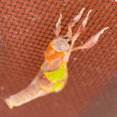 Aenetus ligniveren at Surf Beach, NSW - 28 Jan 2024 09:35 AM