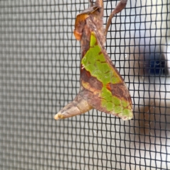 Aenetus ligniveren at Surf Beach, NSW - 28 Jan 2024 09:35 AM