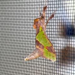 Aenetus ligniveren at Surf Beach, NSW - 28 Jan 2024 09:35 AM