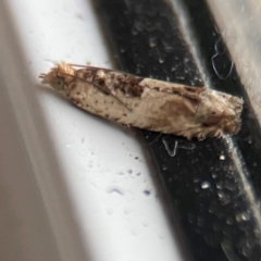 Crocidosema plebejana (Cotton Tipworm Moth) at Surf Beach, NSW - 27 Jan 2024 by Hejor1