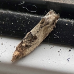 Crocidosema plebejana at Surf Beach, NSW - 27 Jan 2024