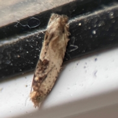 Crocidosema plebejana at Surf Beach, NSW - 27 Jan 2024