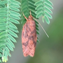 Garrha costimacula at Surf Beach, NSW - 27 Jan 2024 05:05 PM