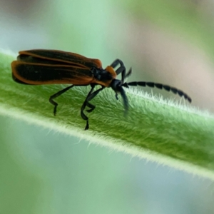 Achras limbatum at Surf Beach, NSW - 27 Jan 2024 05:10 PM