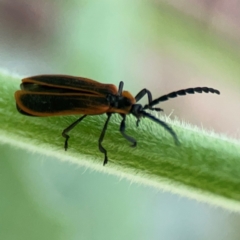 Achras limbatum at Surf Beach, NSW - 27 Jan 2024 05:10 PM